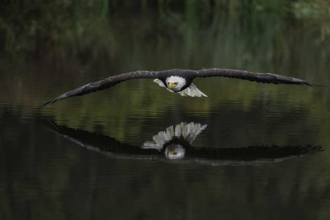 eagle flying over the water