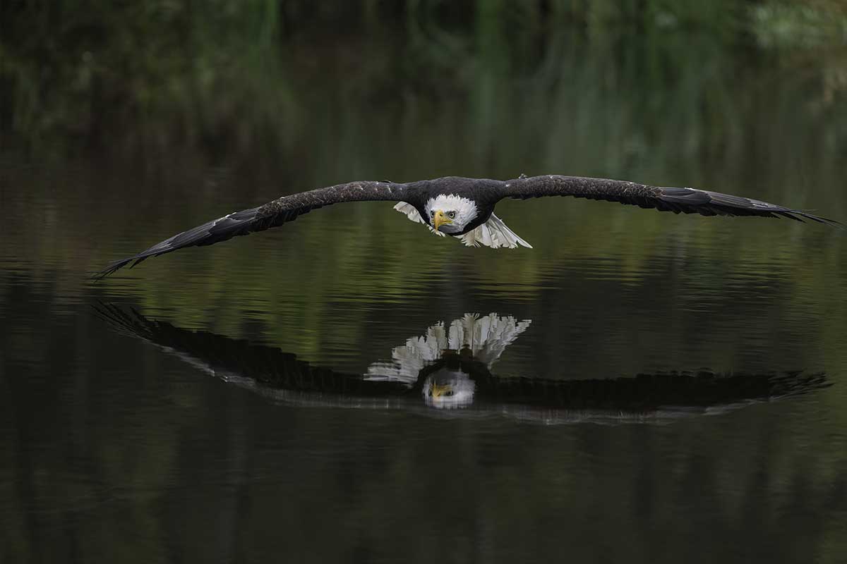 eagle flying over the water