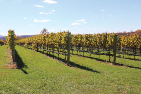 Stone Tower Winery