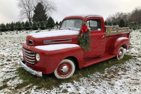 Snickers Gap tree farm