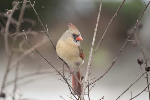 cardinal sitting on branch