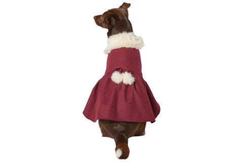 dog wearing red dress