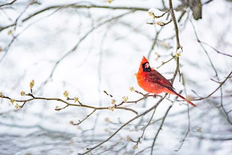 cardinal sitting on branch