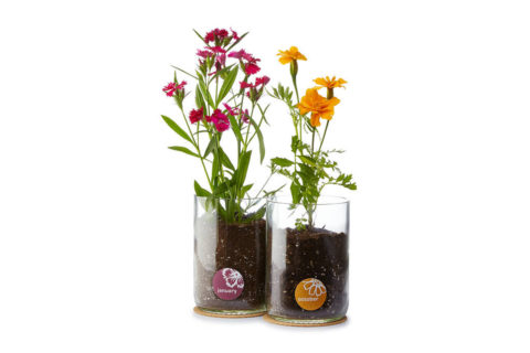 birth month flowers