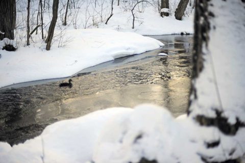 duck swimming in creek