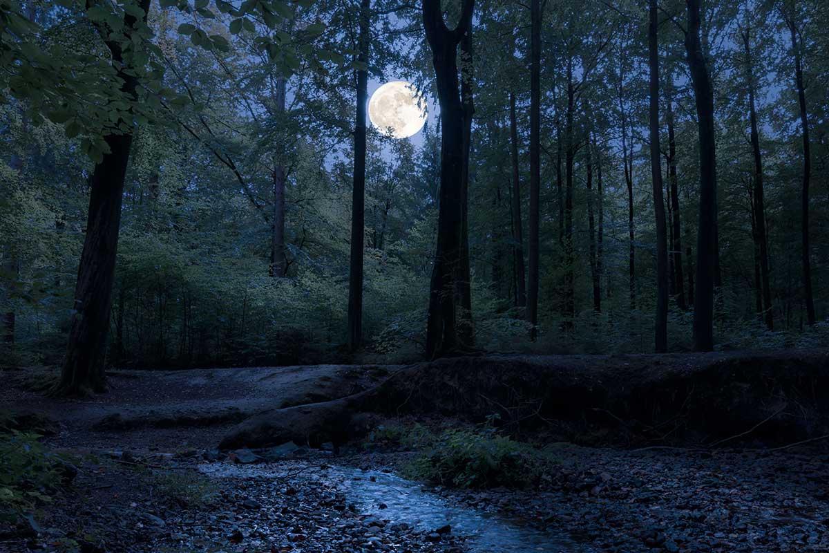full moon in the woods