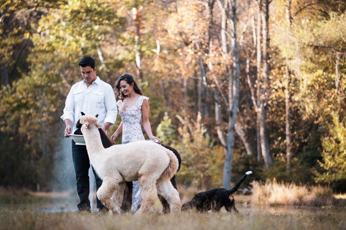 alpaca farm