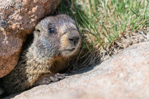 woodchuck coming out of hole