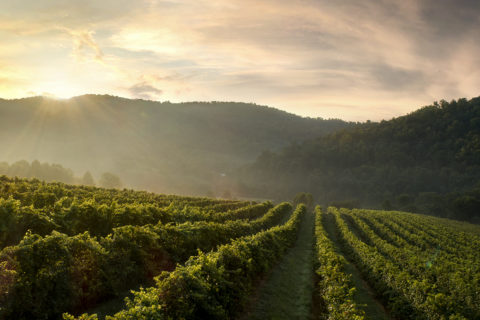 virginia wine vineyard