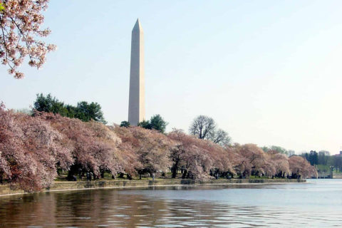 cherry blossoms in DC