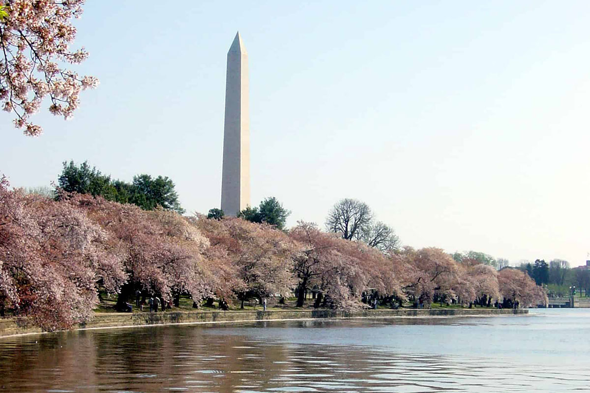cherry blossoms in DC