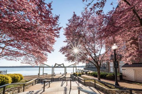 cherry blossoms in alexandria