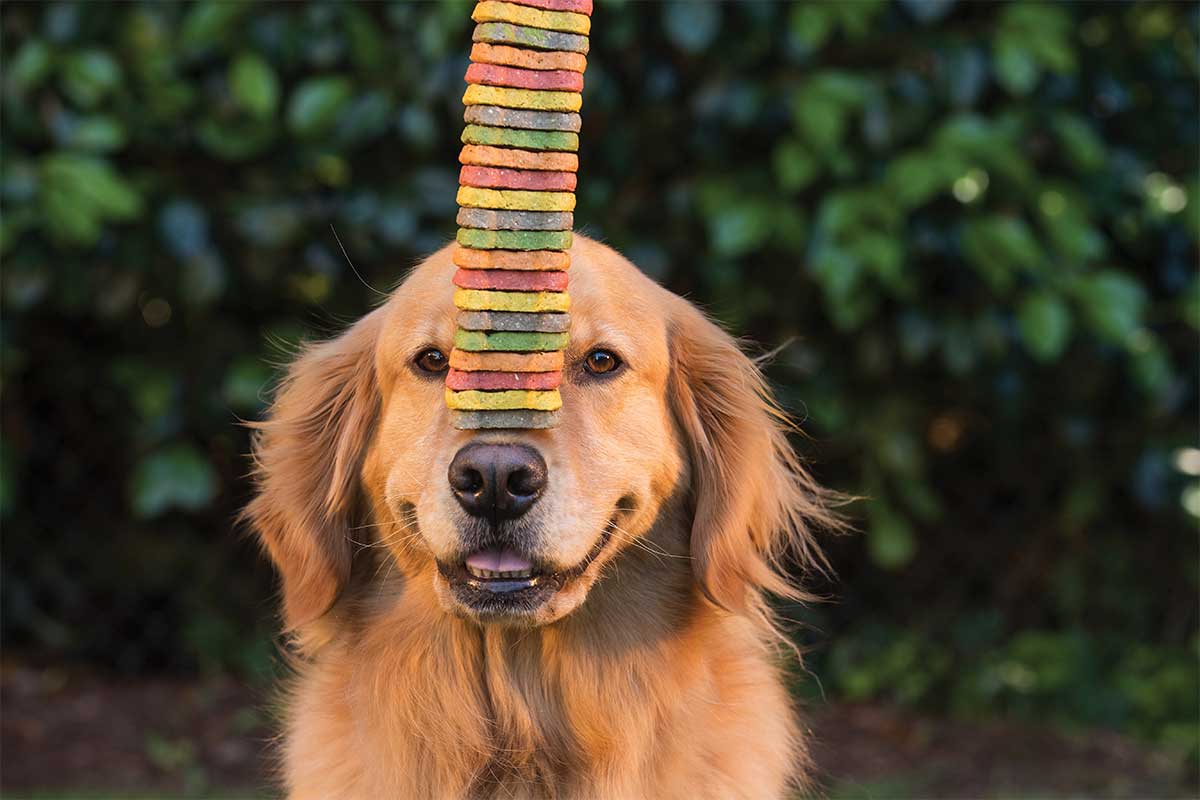 dog with treats on nose