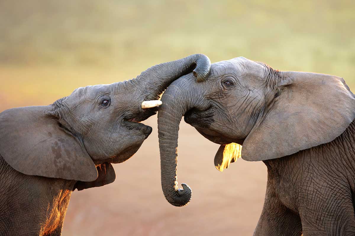two elephants playing