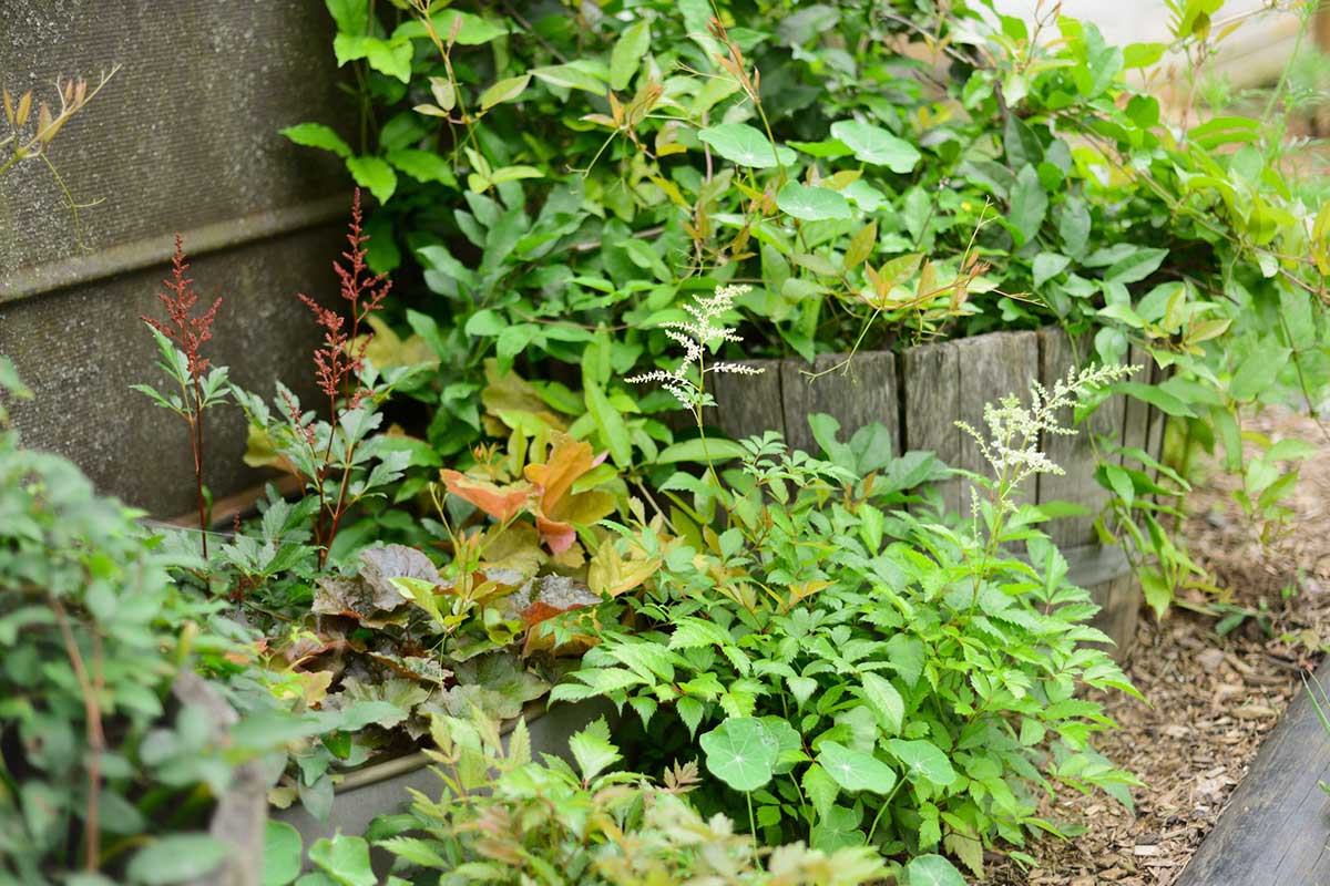 garden