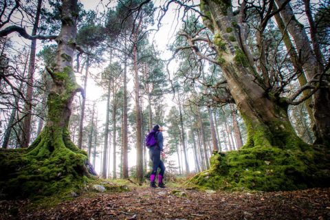 hiking in woods