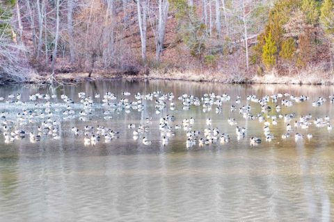 canadian geese on Lake Fairfax