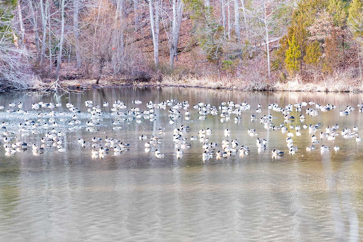 canadian geese on Lake Fairfax