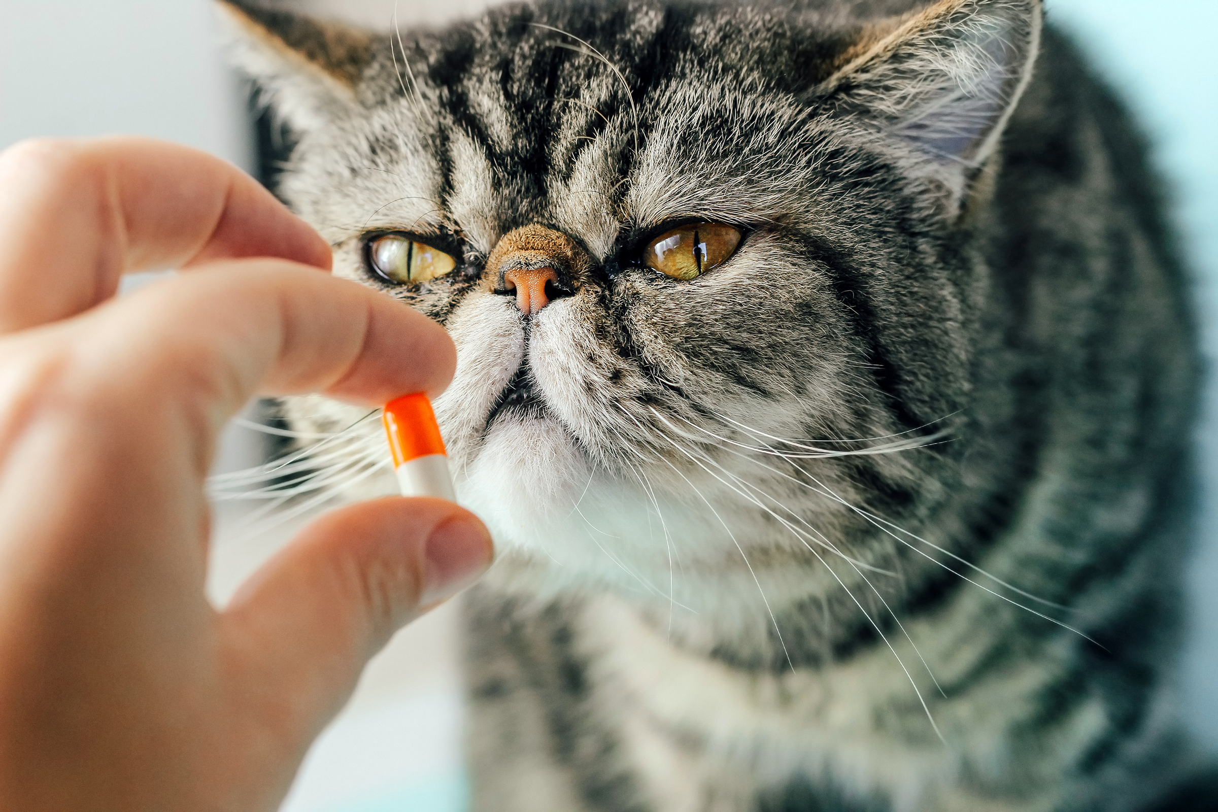 cat sniffing pill