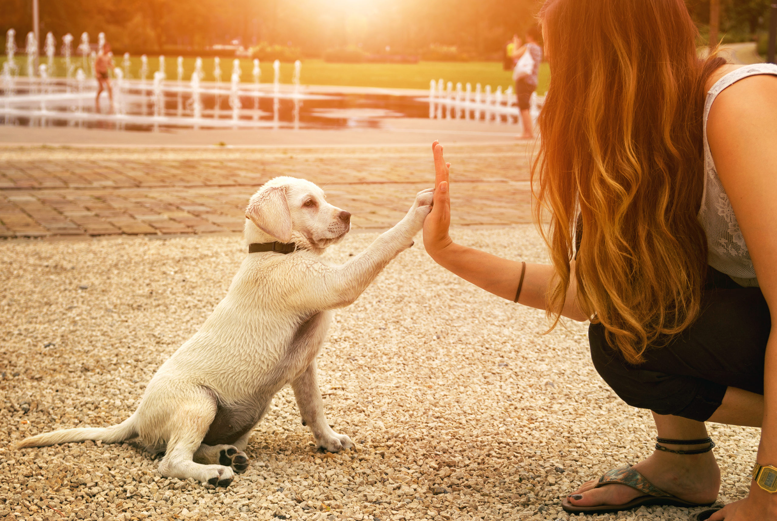 lab puppy high fiving woman