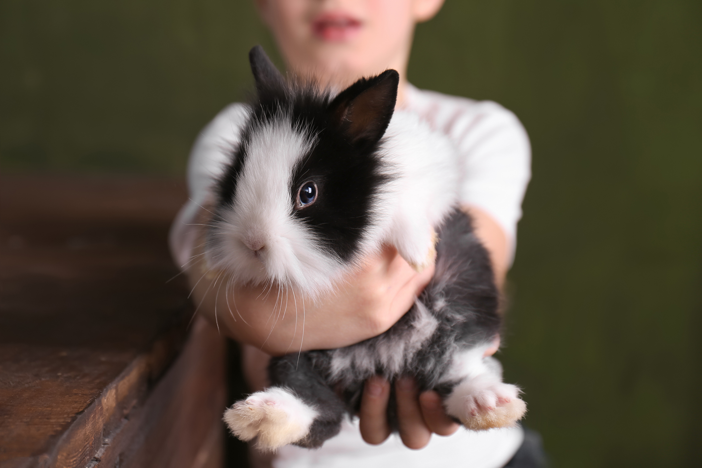 boy holding rabbit