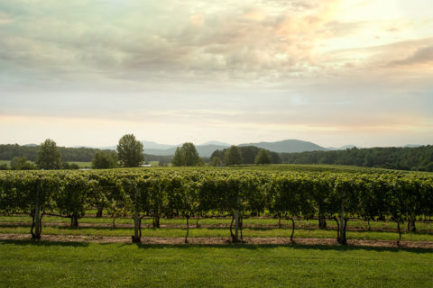 vineyard