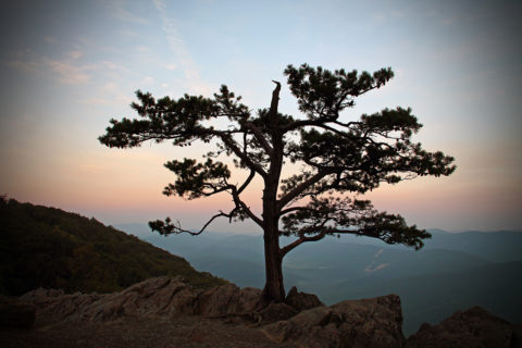 tree at sunset