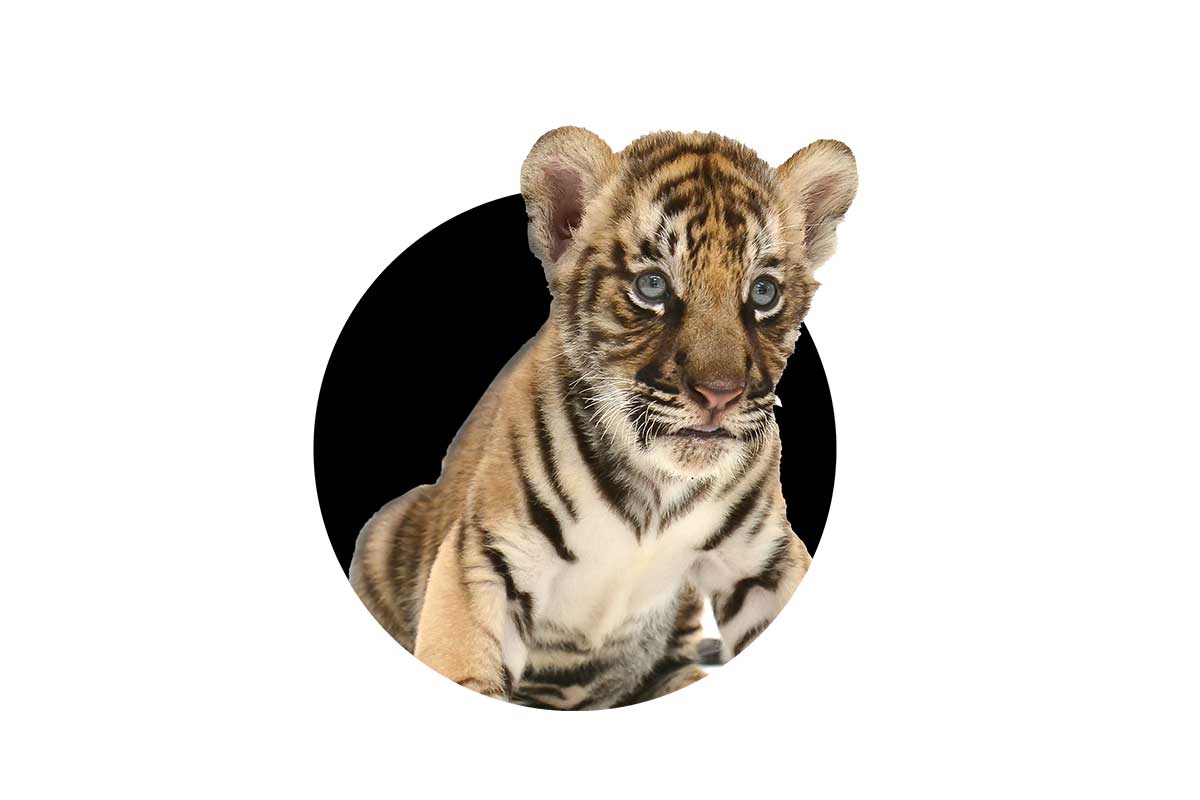 tiger cub