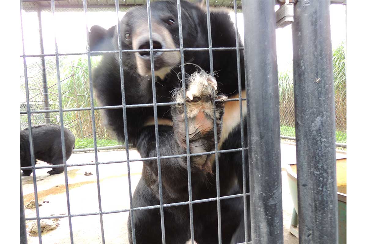 bear on fence