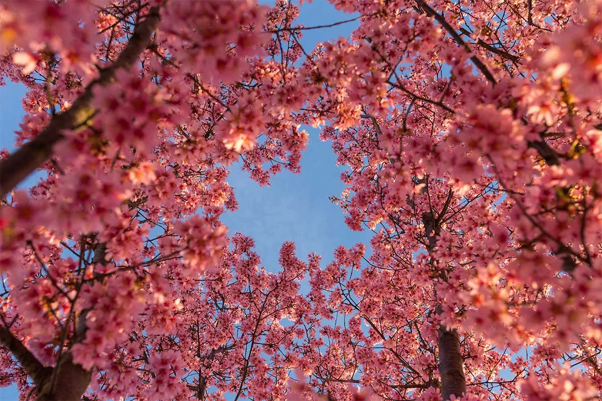 cherry blossoms