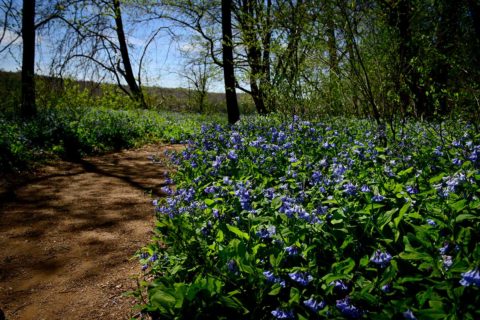 blooming bluebells