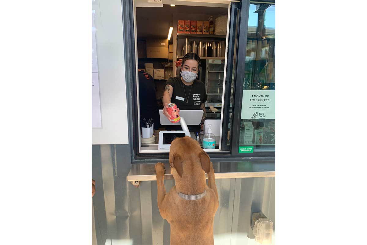 dog at cash register