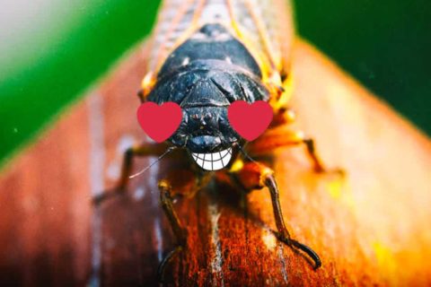 cicada