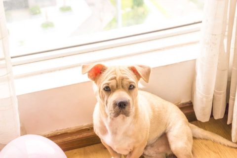 dog sitting in front of window