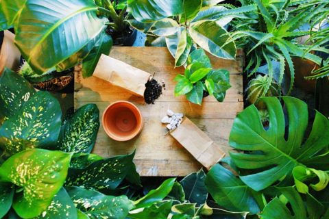 plants and pots