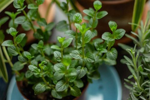 herbs in pot