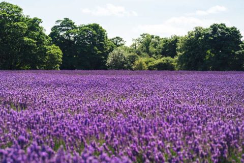 lavender field