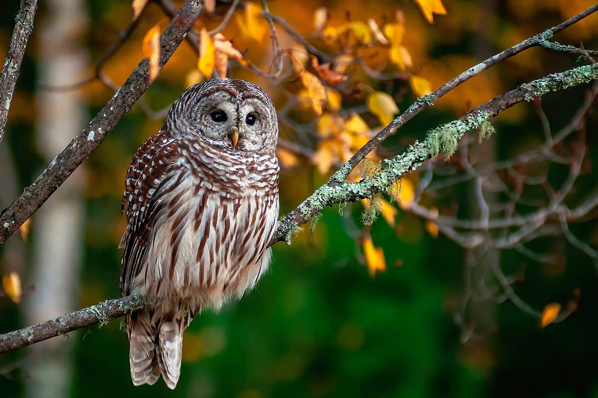 barred owl on branch