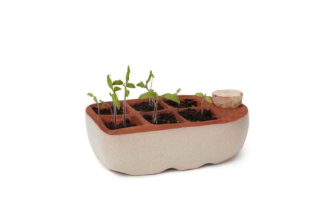 Seedling starter
