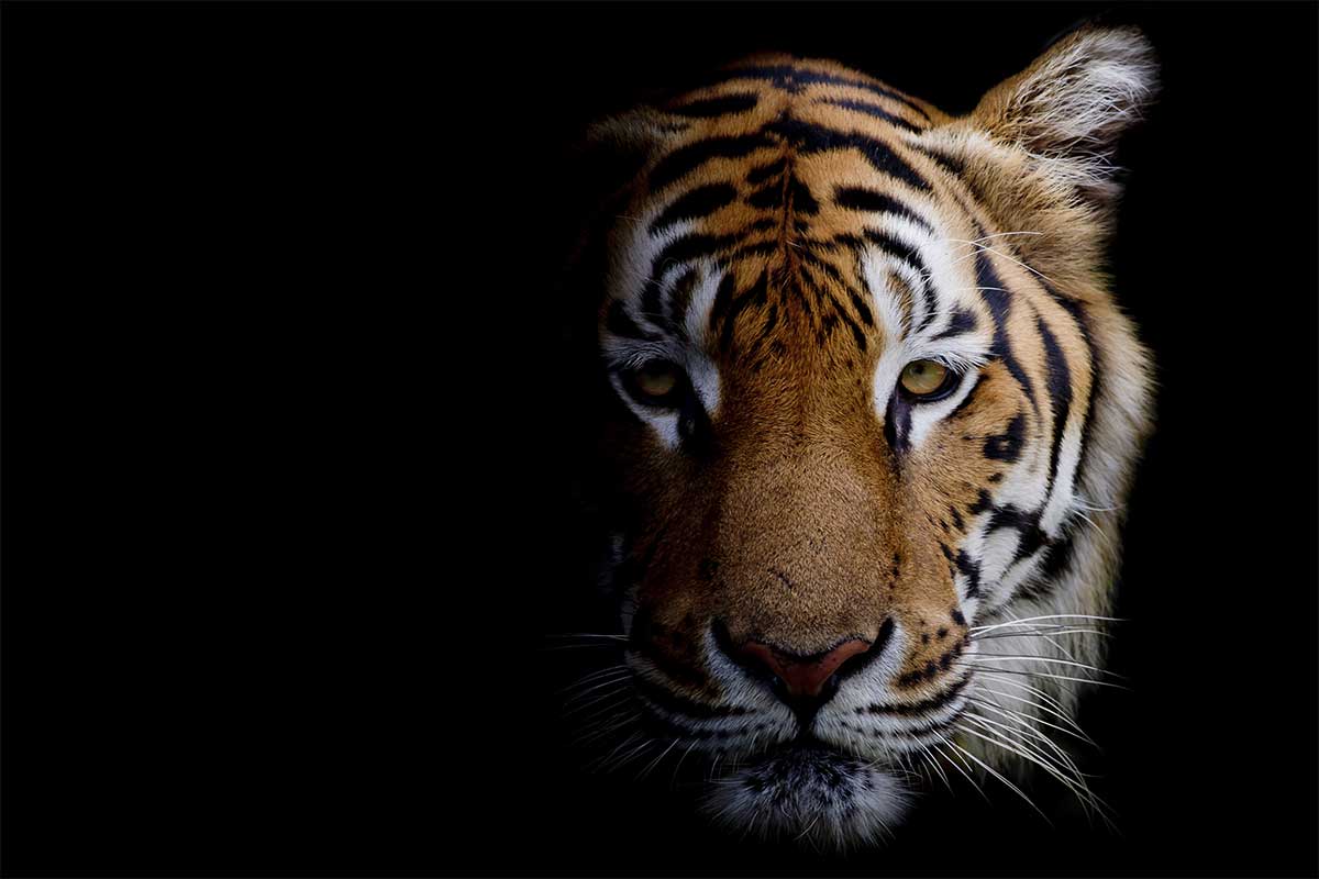 tiger