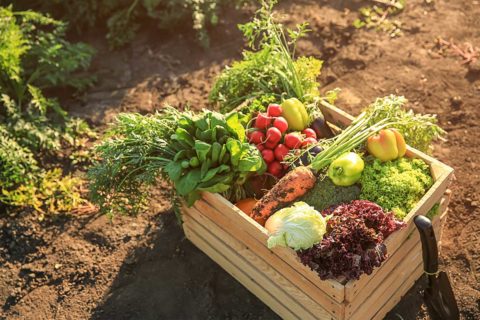 vegetables in a box