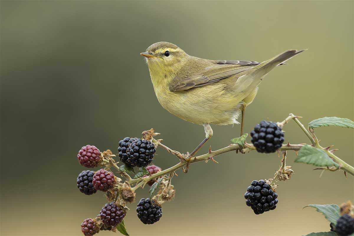 warbler on a branch