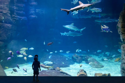 virginia aquarium