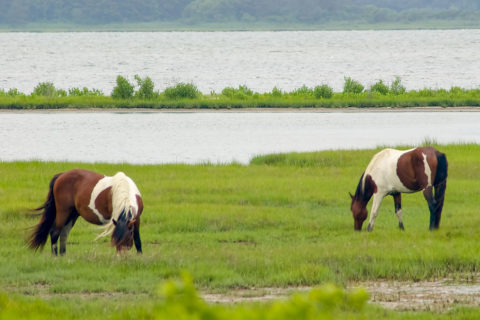 ponies eating grass