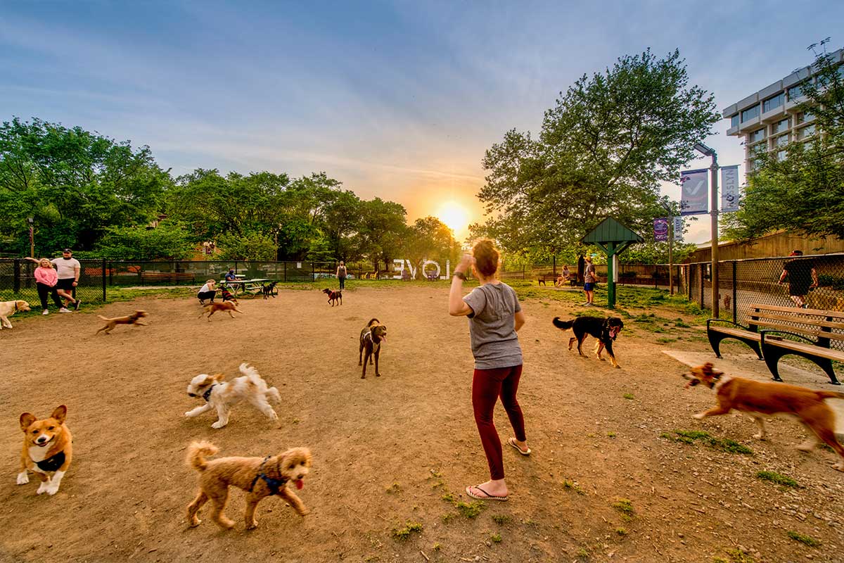 woman throwing ball in dog park