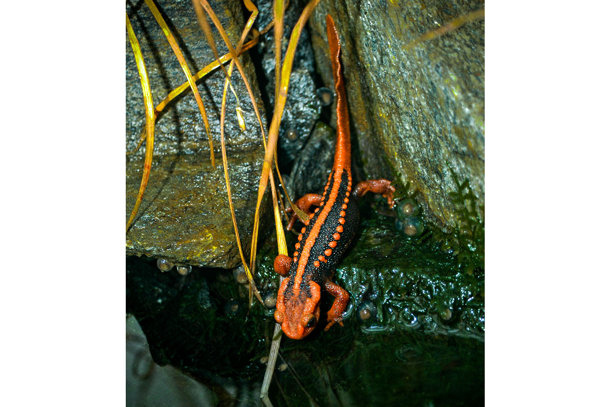 newt on rock