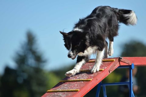 dog agility