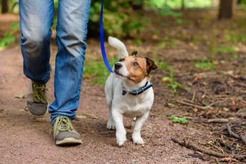 dog walking in forest