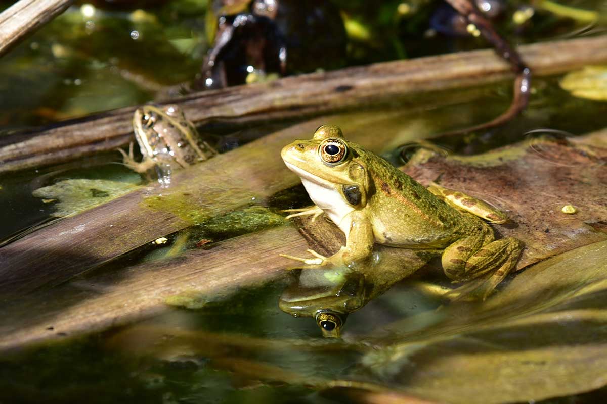 frogs in water