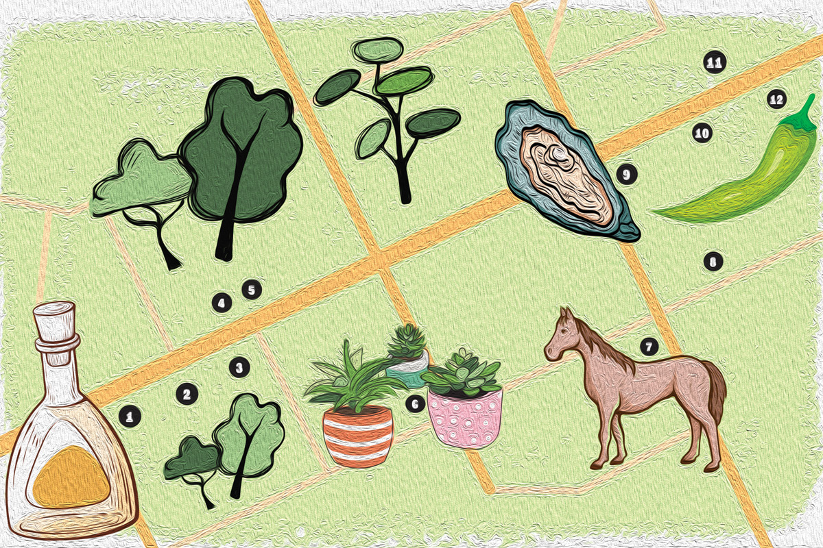 illustrations of middleburg